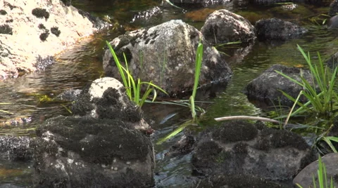 Small Stream Tilt Down 스톡 동영상 41222085