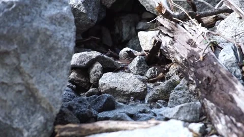 Small stream trickling past granite rock in Yosemite Valley Stock Footage 241194061