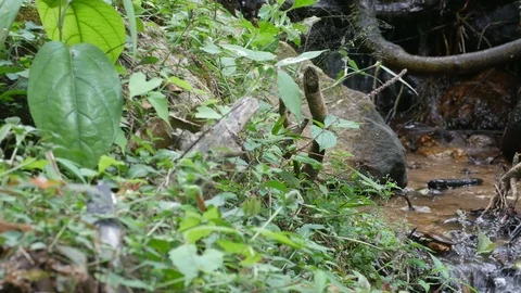Small stream in tropical forest Stock Footage 84694474