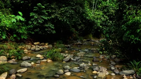 A small stream in a tropical forest with muddy water due to goldmining Video stock 152862050