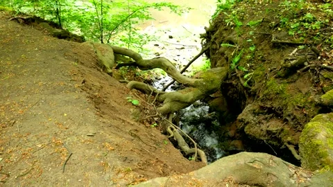 A small stream under the massive roots flows into a small pond in the forest Stock Footage 134910859