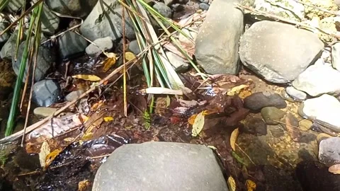 A small stream of water between the rocks of the river 3 库存影片 208180180