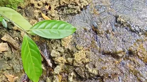A small stream of water between the rocks of the river 7 Stock Footage 208180390