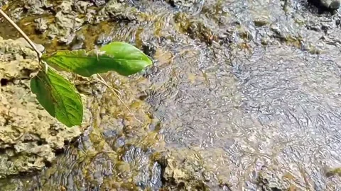 A small stream of water between the rocks of the river 8 Stock Footage 208180423