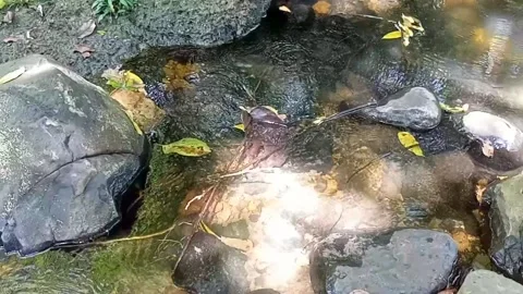 A small stream of water between the rocks of the river 18 Stock Footage 208255201