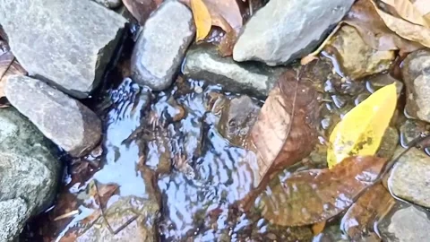 A small stream of water between the rocks of the river 20 库存影片 208255206