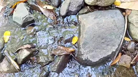 A small stream of water between the rocks of the river 21 Stock Footage 208255209