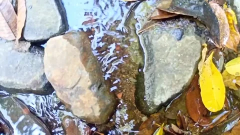 A small stream of water between the rocks of the river 23 Stock Footage 208255333