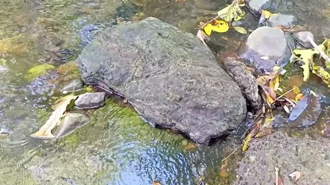 A small stream of water between the rocks of the river 25 Stock Footage 208258201