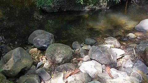 A small stream of water between the rocks of the river 26 Stock Footage 208258258