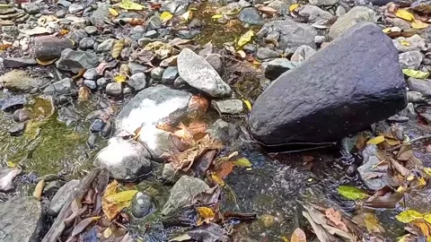 A small stream of water between the rocks of the river 29 Video stock 208267279