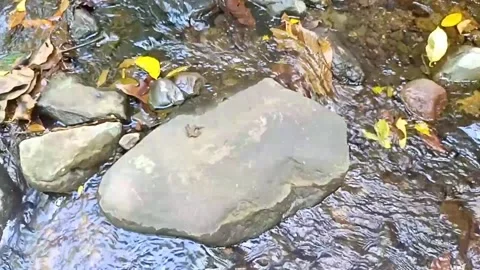 A small stream of water between the rocks of the river 30 Stock Footage 208267539
