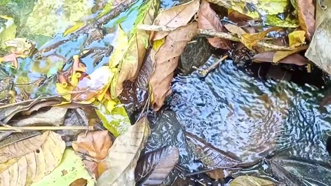 A small stream of water between the rocks of the river 36 Stock Footage 208269014