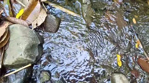 A small stream of water between the rocks of the river 37 Stock Footage 208269015