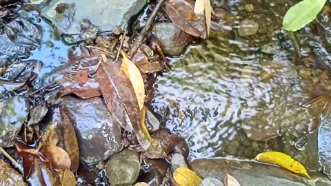 A small stream of water between the rocks of the river 38 Stock Footage 208269016