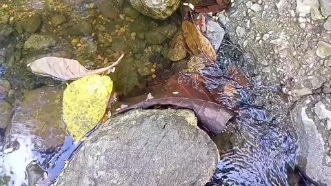 A small stream of water between the rocks of the river Stock Footage 208274570