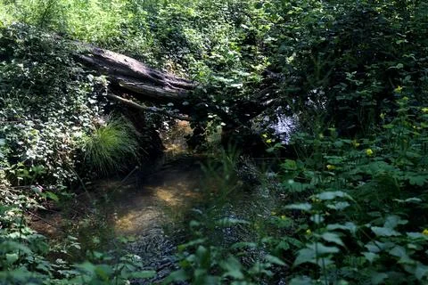 Small stream of water bordered by grass and plants in a forest on a sunny day Stock Photos