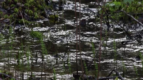 Small stream of water, dark and lots of green Stock-Footage 274905243