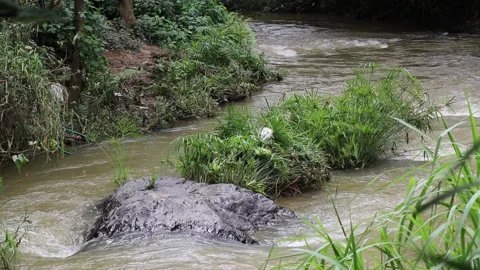 Small stream of water flowing after rainfall Video stock 158600925