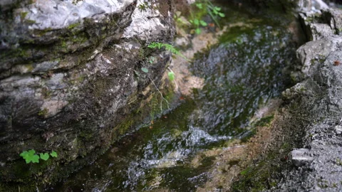 A small stream with water flowing fast between rocks covered moss in forest. 库存影片 162982499
