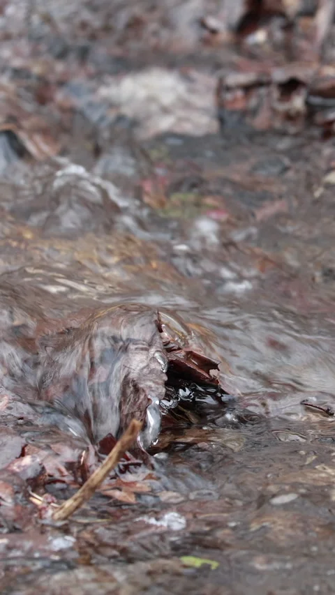 A Small Stream of Water Flowing Gently Over and Through Fallen Leaves, Capturing Stock Footage 322979428