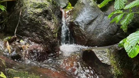 Small Stream Water Flowing Over Mossy Rocks in Lush Green Forest, Medium Shot Stock Footage 324851601