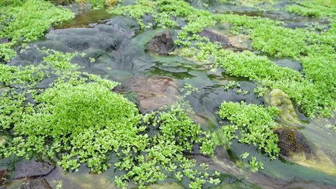 Small stream of water flowing through Volcanic Icelandic landscape Video stock 245686801