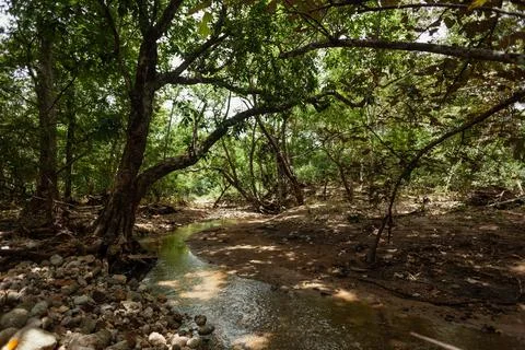 Small stream of water flowing through forest Stock Photos