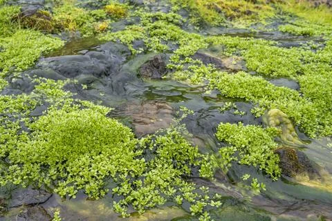 Small stream of water flowing through Volcanic Icelandic landscape Stock Photos