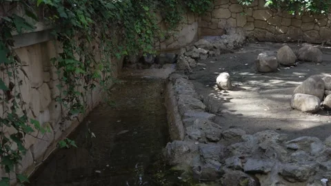 A small stream of water flows through a rocky area. wildlife, conservation Stock Footage 303842754