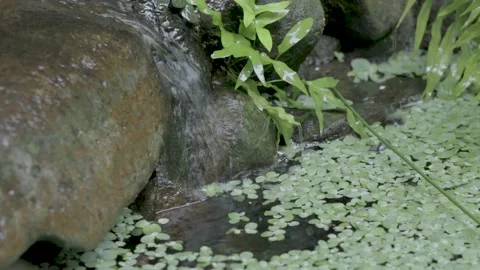 Small Stream of Water Running Through Smooth Rocky Surface into a Pond, 4k Stock Footage 153841771