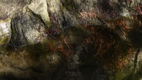 Small stream of water through which a fallen leaf floats. Stock Footage 135605574