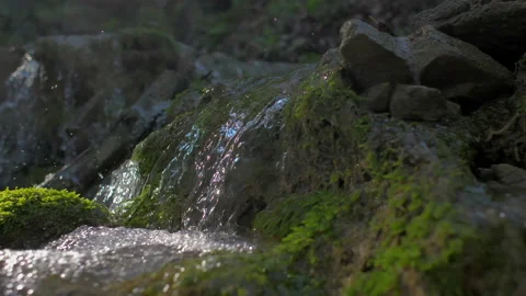 Small stream of water in the woods in carso karst Stock Footage 233877166