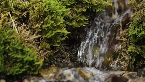 Small Stream with Waterfall, beautiful Green Moss and fresh Water from the Alps Stock Footage 209204284
