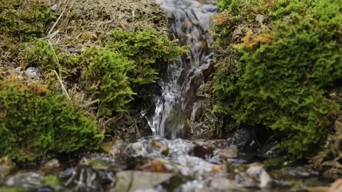 Small Stream with Waterfall, beautiful Green Moss and fresh Water from the Alps Stock Footage 209204351