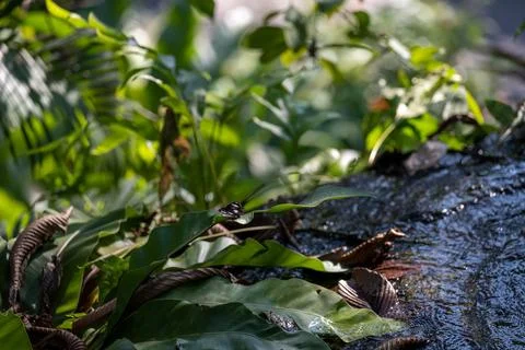 Small stream waterfall flowing through tropical plants Foto stock