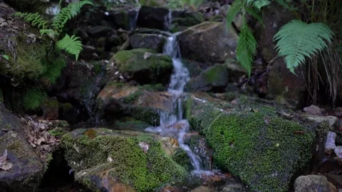 Small stream waterfall in the forest. Stock Footage 172577516