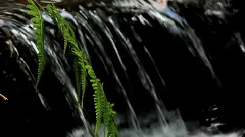 Small Stream Waterfall (Loop) Stock Footage 8986446