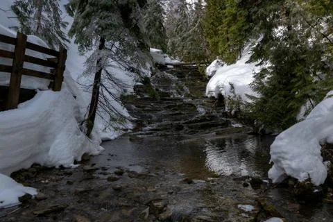 Small stream waterfall surrounded by coniferous trees during spring thaw 写真素材