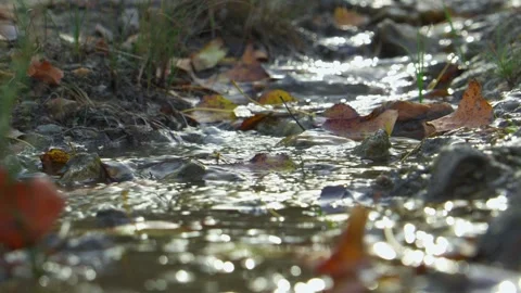 Small stream in which fallen colorful leaves lie. Video stock 253810965