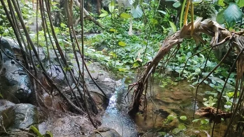 Small stream in wild jungle. Dense forest with river. Ecosystem of rainforest Vidéo 207010740