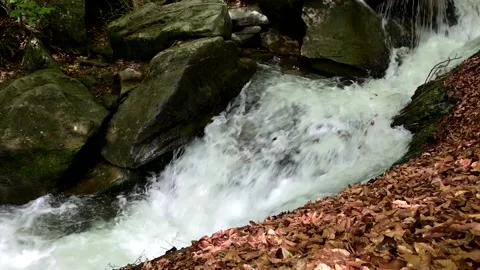 Small stream in the wilderness 스톡 동영상 209203680