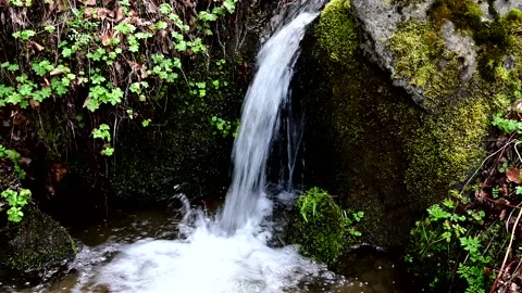 Small stream in the wilderness Stock Footage 238780158