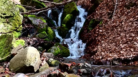 Small stream in the wilderness Stock Footage 242180265