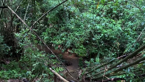 Small stream winding through bamboo grove, deep forest - Khadimnagar national Stock Footage 340427571