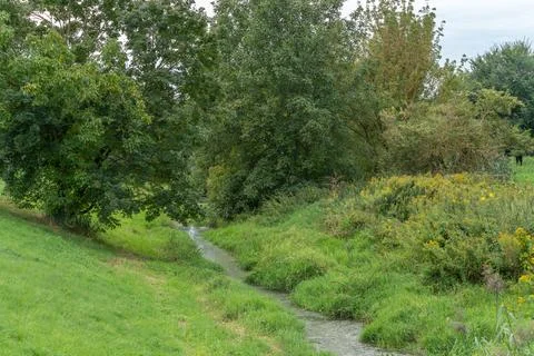 Small stream winding through a green meadow lined with trees 库存照片