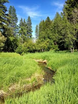 Small Stream Winding Through Lush Green Meadow Stock Photos