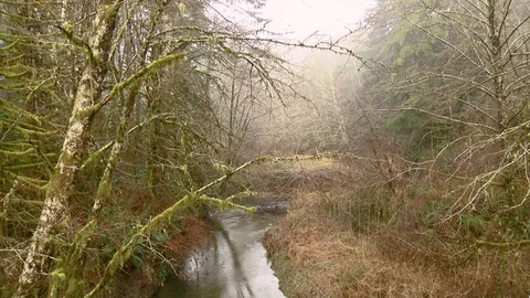 Small stream in winter with breaking fog Stock Footage 71017032