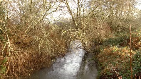 Small stream winter colors Olympic Peninsula Rainforest 動画素材 70903248