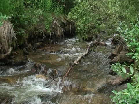 Small stream in the woods Stock Footage 12474879